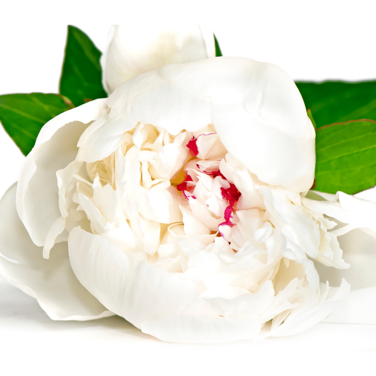 Peonies bouquet "White Queen" from 10 - 100 pcs - My Queen